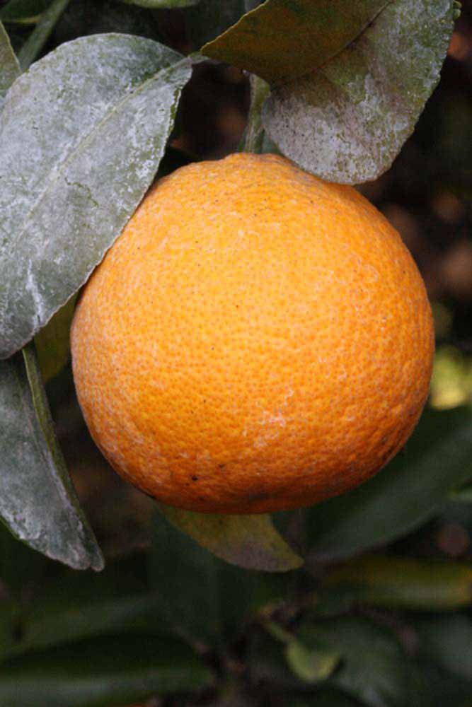              Fruit (Riverside, CA)       